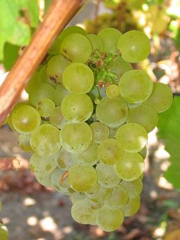 360px-Sauvignon_blanc_grapes